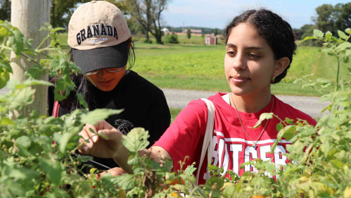 Honors College students Anny Noh (left) and Veronica Girgis pick "Scarlet Sunrise" grape tomatoes at Snyder Farm in Pittstown, N.J.