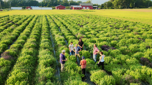 Researchers from the Rutgers School of Environmental and Biological Sciences working in the basil fields at Hort Farm 3.