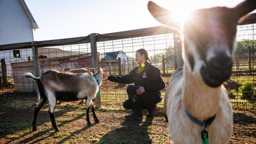 farm animals on Cook campus