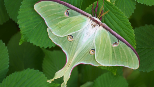 a photo of a luna moth