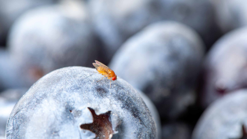 a blueberry with a fly