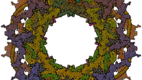 Wreathlike macromolecule made up of brown, blue and green proteins.