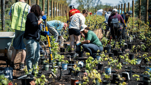 People planting at the tree festival