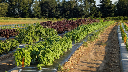 A field of Rutgers basil on a sunny day