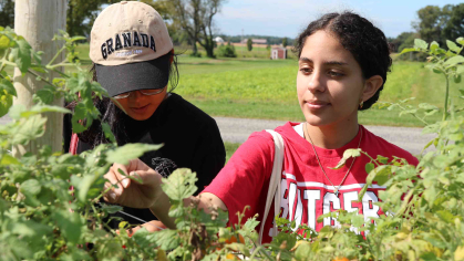 Honors College students Anny Noh (left) and Veronica Girgis pick "Scarlet Sunrise" grape tomatoes at Snyder Farm in Pittstown, N.J.
