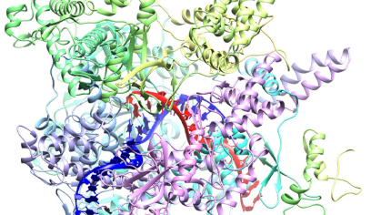 RNA polymerase