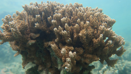 Coral