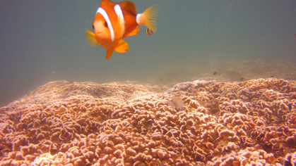 Clownfish
