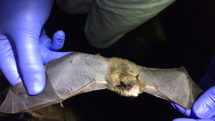 White-nose syndrome 