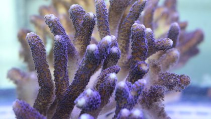 Coral structure