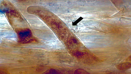 Plant Roots