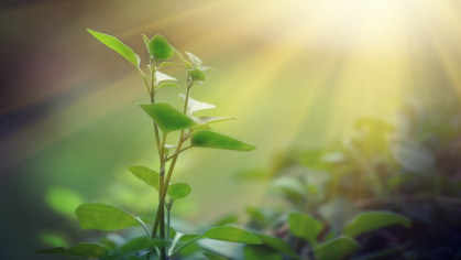 photosynthesis
