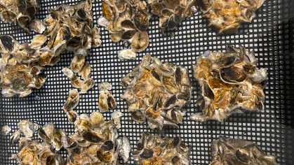 Oyster clusters on a screen