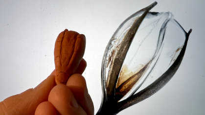 Image presents digital and physical recreations of the Silphium seed—widely regarded as the first documented case of botanical extinction as part of Sue Huang's laureate project, Bodies of Flora.
