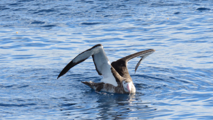 The Amsterdam Albatross