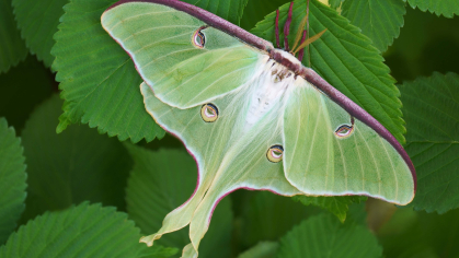 a photo of a luna moth