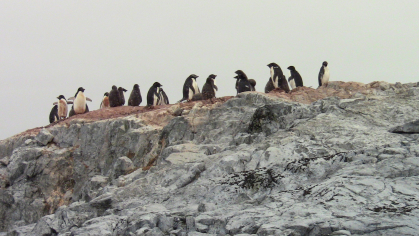 Penguins