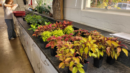 a student planting