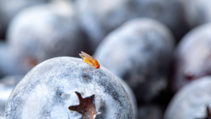 a blueberry with a fly