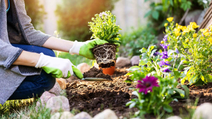 A kneeling woman is planting a flowering plant in a garden.