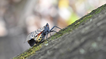 spotted lanterfly climbing on bark of tree