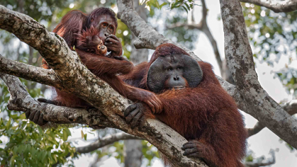 Orangutans sitting in trees
