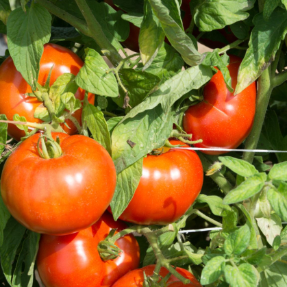 Rutgers Tomatoes growing on a vine