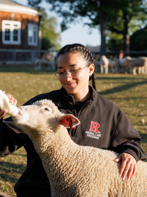 A student feeds milk to a sheep at the Rutgers Farm