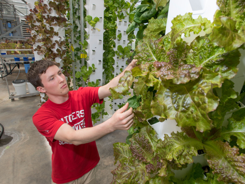A student inspects the leaves of plants growing vertically on a wall