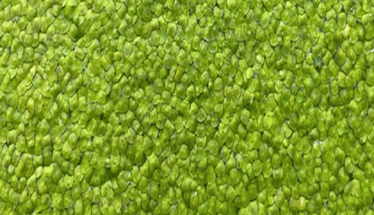 duck weed