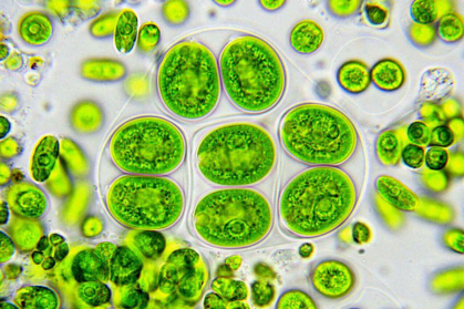 green algae under a microscope