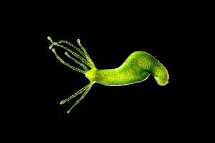 freshwater hydroid polyp under a microscope