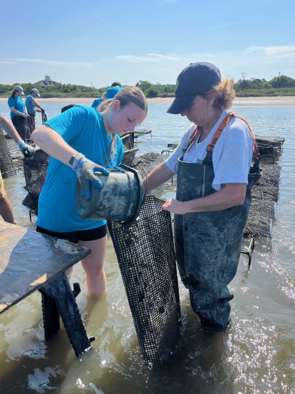 &nbsp;Two people standing ankle deep in water, surrounded by a table and several mesh bags. The person on the left pours a bucket of oysters into a mesh bag held by the person on the right.