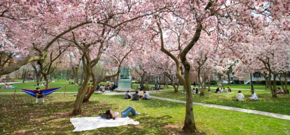 student lying on a grass lawn under cherry blossom trees