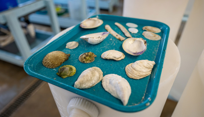 Different shaped and sized shells are arrayed on a blue tray.
