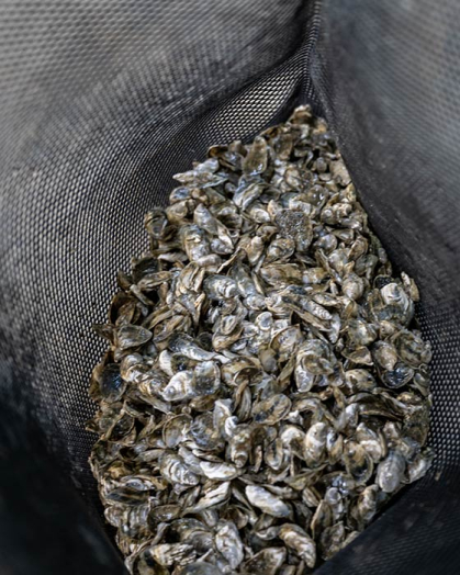 Oyster seed collected in a mesh bag.