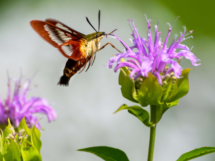 a hummingbird clearwing moth
