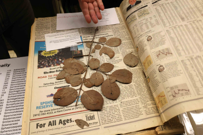6)	Research Image from Bodies of Flora (Specimen from Chrysler Herbarium), 2025. Examining specimens at the Chrysler Herbarium. 