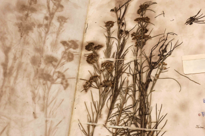 7)	Research Image from Bodies of Flora (Specimen from Chrysler Herbarium), 2025. Examining specimens at the Chrysler Herbarium. 