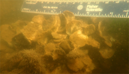 Underwater view of oysters growing on reef