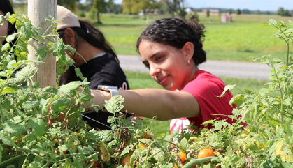 A young lady in a red Rutgers shirt is picking tomatoes