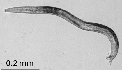 A single roundworm in black and white