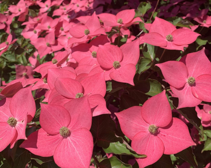 Red pink flowers glow in the sunlight