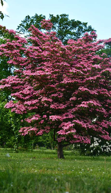 Dark pink dogwood tree