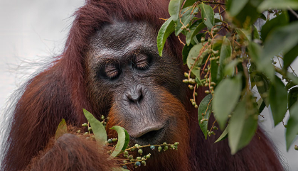 Orangutan eating leaves from a tree