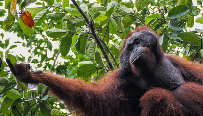 Orangutan reaching for a branch to eat.