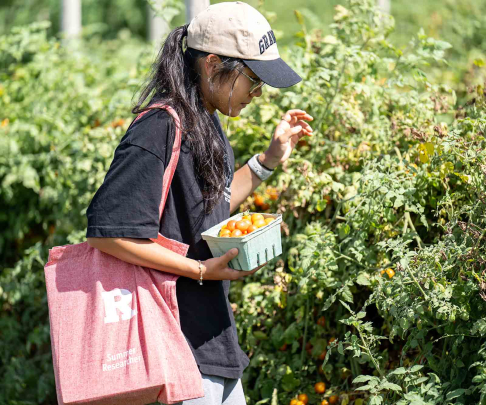 Anny Noh, a sophomore majoring in psychology and minoring in disability studies, picks "Scarlet Sunrise" grape tomatoes.