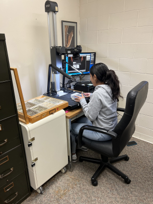A student looking at specimens at the Rutgers Entomological Museum
