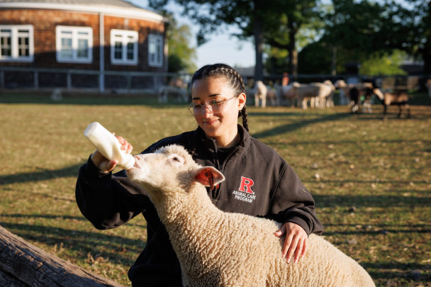 A student feeds milk to a sheep at the Rutgers Farm