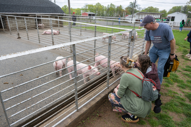 Three people kneeling down in front of a cage with pigs